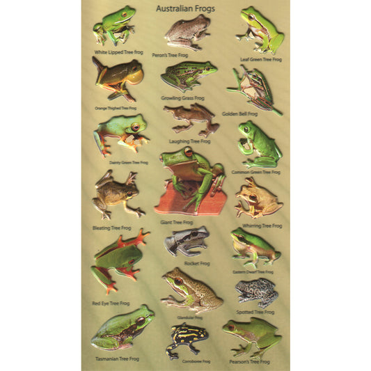 3DF-A-FROGS-R - Tim The Toyman Australian Frogs 3D Foam Stickers